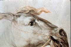 Ausschnitt: Pferde des Wagens der Aurora; Detail: Kopf des
mittleren Pferdes, Aufn. Cürlis, Peter, 1943/1945