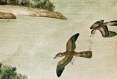 Detail: zwei Vögel, Aufn. Cürlis, Peter, 1943