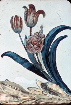 Detail: zwei Tulpen und eine Rose von Mittelkranz, Aufn. Cürlis, Peter, 1943/1945