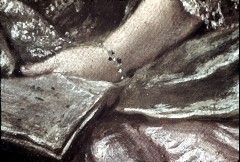 Ausschnitt: liegende Dame, Detail: linker Arm mit
Notenschrift, Aufn. Cürlis, Peter, 1943