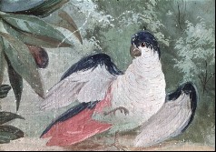 Detail: Papagei, Aufn. Rex-Film, 1944/1945