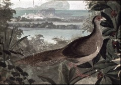 Detail: fasanenartiger Vogel (Kronprinzenappartement), Aufn. Rex-Film, 1944/1945