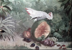 Detail: Kakadu auf einer Melone sitzend
(Kronprinzenappartement), Aufn. Rex-Film, 1944/1945