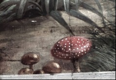 Detail: verschiedene Pilze, Aufn. Rex-Film, 1944/1945