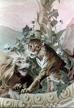 Detail: Tiger, Löwe, Aufn. Halewicz, Julius, 1943/1945