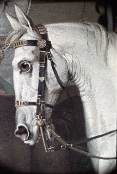 Detail: Pferd des Kaisers, Aufn. Rex-Film, 1943/1945