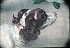 Detail: Hund, Aufn. Rex-Film, 1943/1945