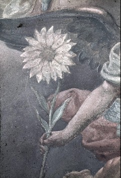 Detail: Sonnenblume, Aufn. Roden, Bruno von &
Bohlen, Maria, 1943/1945