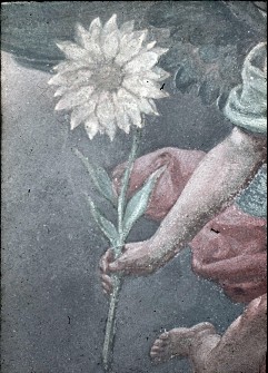 Detail: Sonnenblume, Aufn. Roden, Bruno von &
Bohlen, Maria, 1943/1945