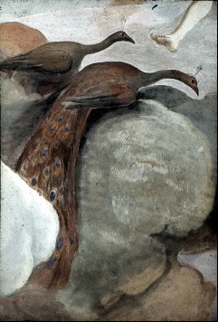 Detail: Pfauenpaar, Aufn. Hausegger-Grimm, Lilli, 1943/1944